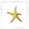 Silver Leafed Starfish 16" Square Framed Wall Art